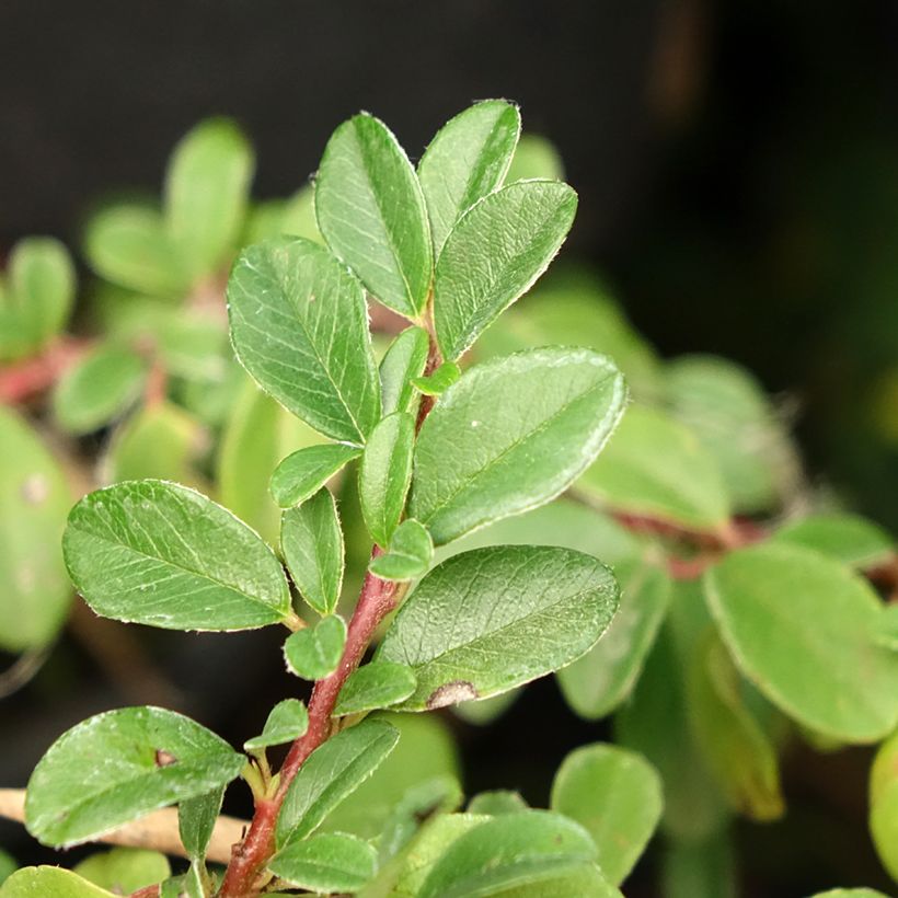 Cotoneaster dammeri Mooncreeper (Foliage)