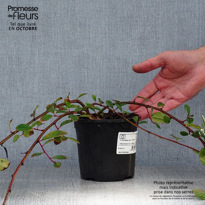 Cotoneaster dammeri Schoon Pot de 1L/1,5L sample as delivered in autumn