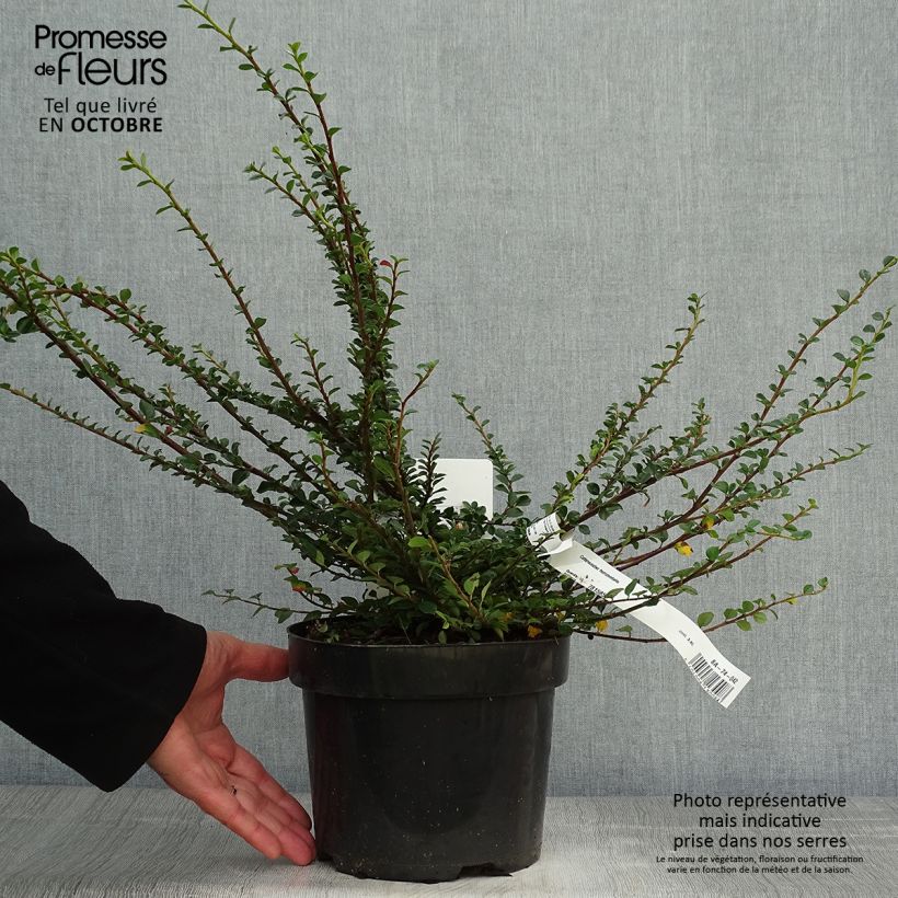 Cotoneaster horizontalis 20/30cm en pot de 2L/3L - Cotoneaster rampant sample as delivered in autumn