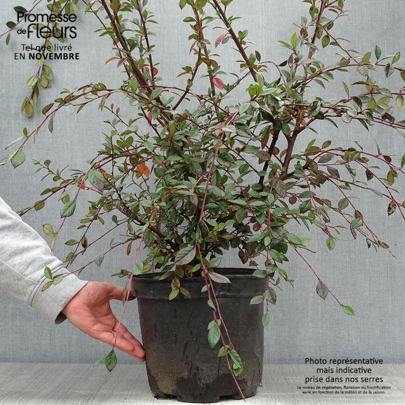 Cotoneaster lacteus - Cotonéaster laiteux en pot de 7,5L/10L sample as delivered in autumn