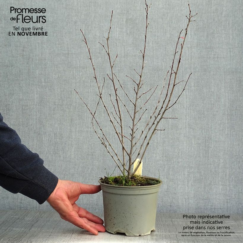 Cotoneaster lucidus  Pot de 2L/3L sample as delivered in autumn