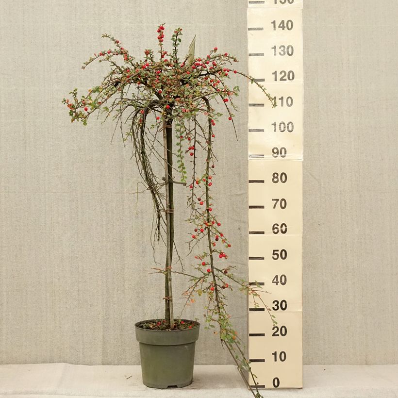 Cotoneaster praecox Boer Pot de 10L Tige de 80 cm sample as delivered in autumn