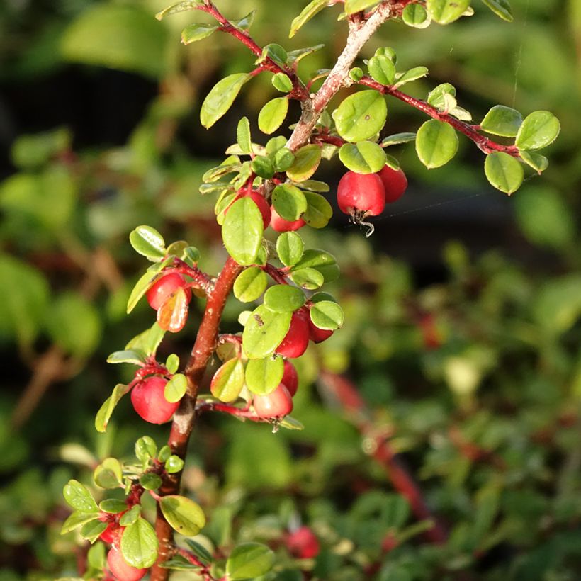 Cotoneaster procumbens Streibs Findling (Harvest)