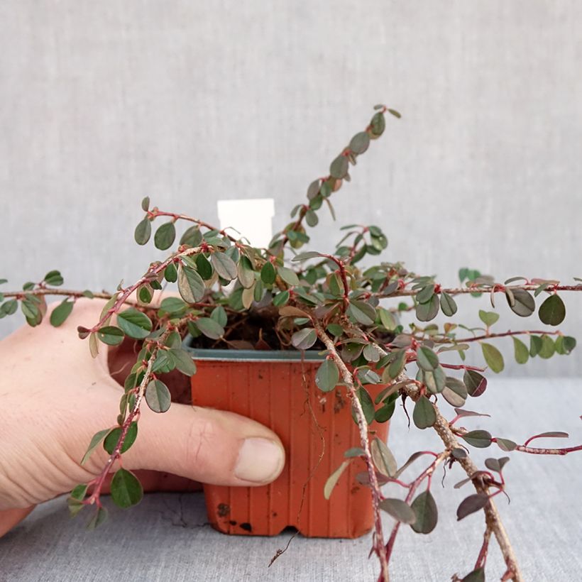 Cotoneaster procumbens Streibs Findling - Cotonéaster rampant - Godet de 8/9 cm sample as delivered in winter