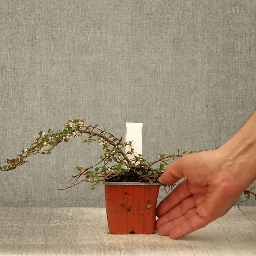 Cotoneaster procumbens Streibs Findling - Cotonéaster rampant - Godet de 8/9 cm sample as delivered in spring