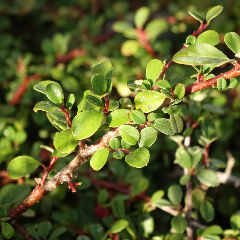 Cotoneaster procumbens Streibs Findling (Foliage)