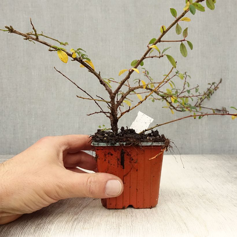 Cotoneaster suecicus Skogholm 8/9 cm pot sample as delivered in autumn