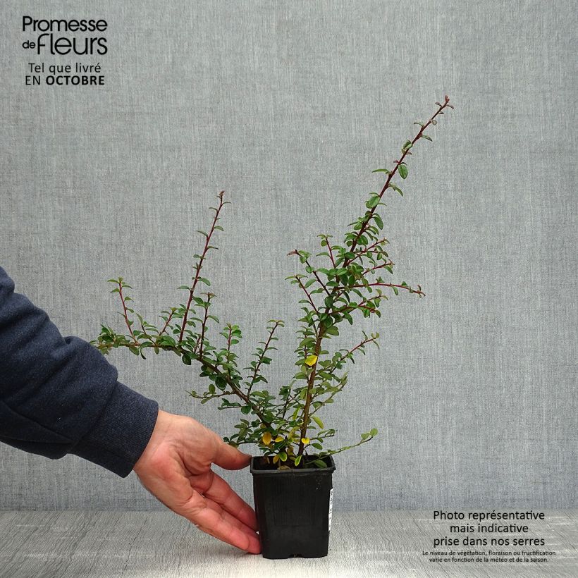 Cotoneaster suecicus Coral Beauty 8/9 cm pot sample as delivered in autumn