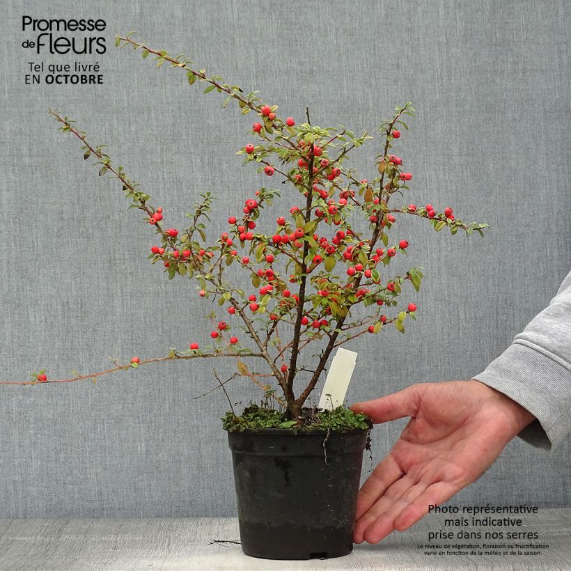 Cotoneaster suecicus Coral Beauty 1L/1.5L pot sample as delivered in autumn