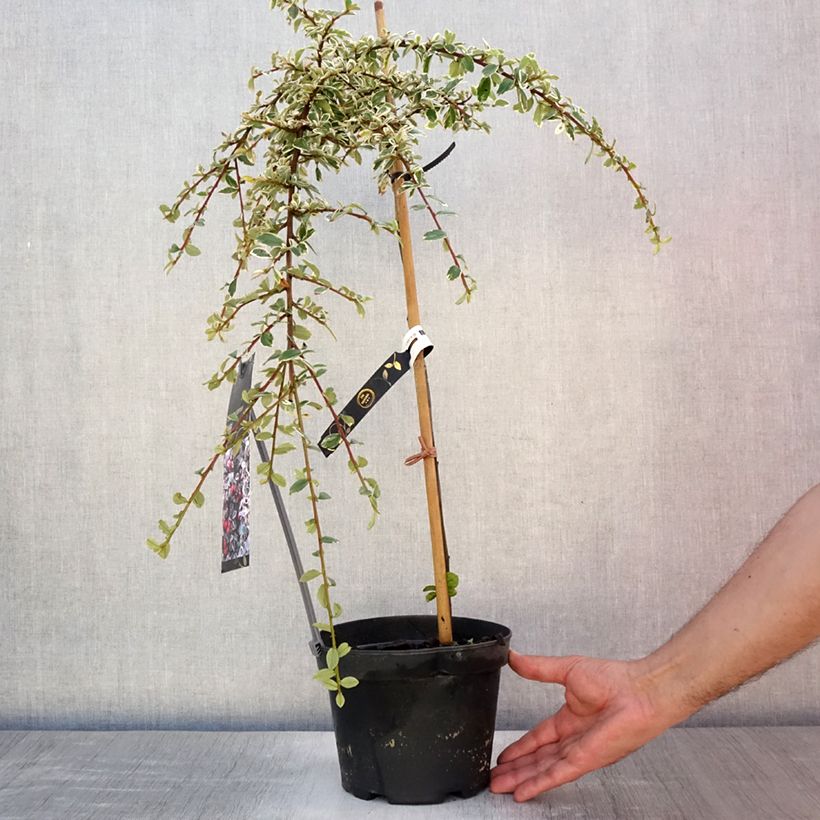 Cotoneaster suecicus Juliette 4L/5L pot sample as delivered in summer