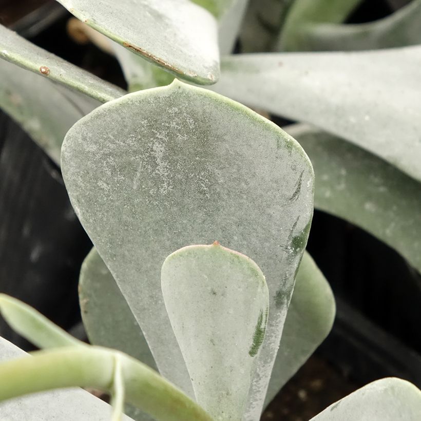 Cotyledon orbiculata Silver Dollar (Foliage)