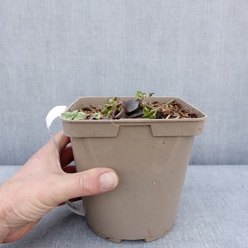 Crassula Desert Diamond - Pot de 3L/4L sample as delivered in winter