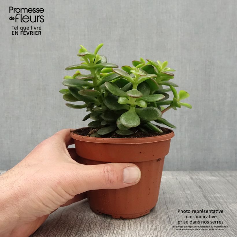 Crassula ovata Minor Pot de 13 cm sample as delivered in winter