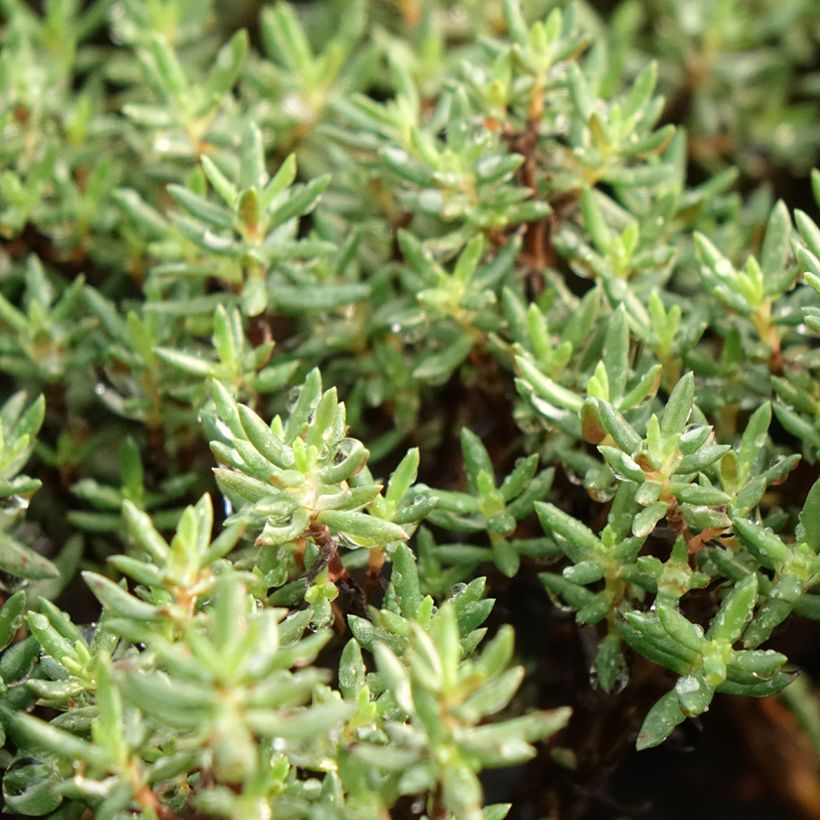 Crassula sarcocaulis (Foliage)