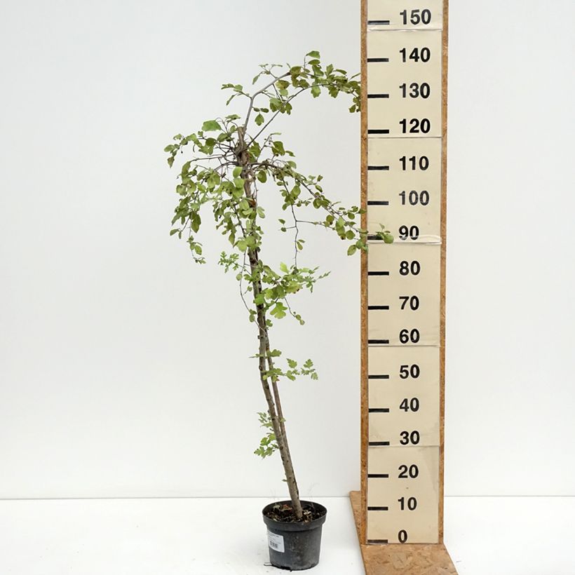 Crataegomespilus dardarii Jules d'Asnière 3L/4L pot sample as delivered in summer