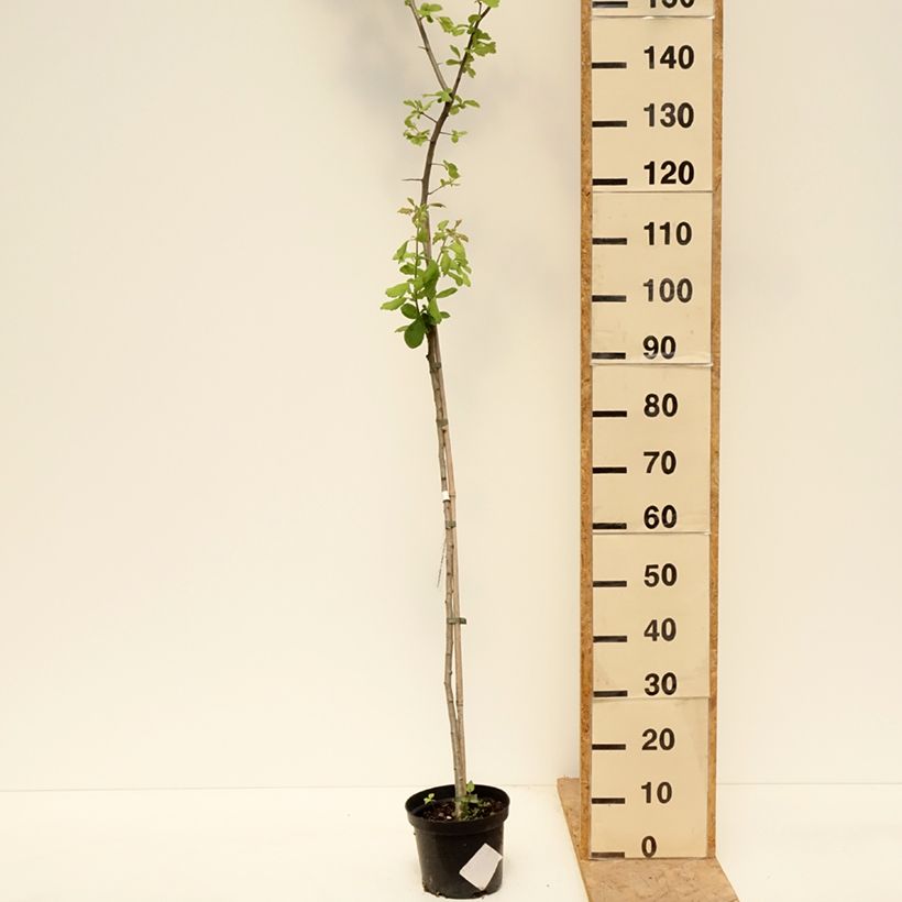 Crataegomespilus dardarii Jules d'Asnière Pot de 3L/4L, TigeHauteur livrée env. 80/100cm sample as delivered in spring