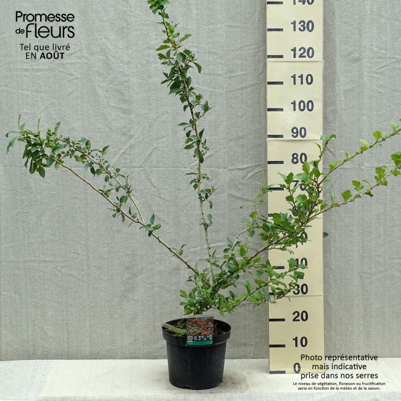 Crataegus grignonensis - Hawthorn 7.5L/10L pot sample as delivered in summer