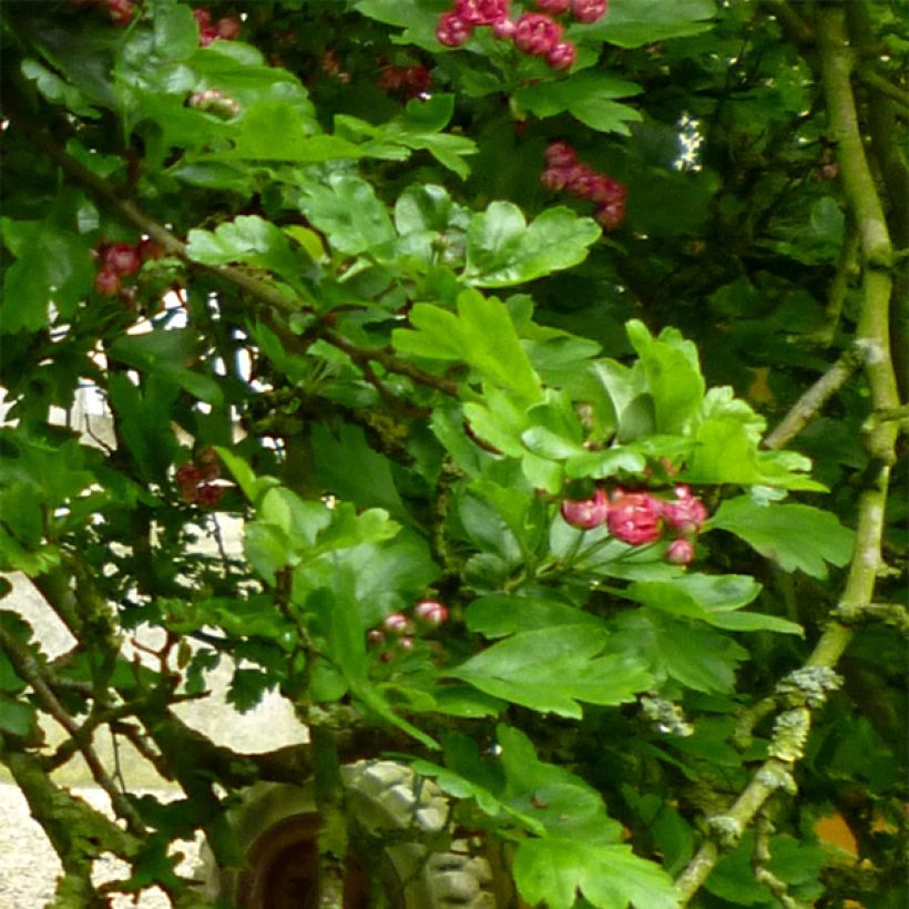 Crataegus laevigata Pauls Scarlet - Hawthorn (Foliage)