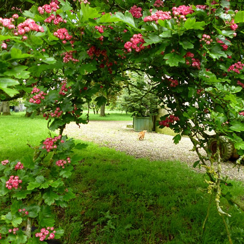 Crataegus laevigata Pauls Scarlet - Hawthorn (Plant habit)