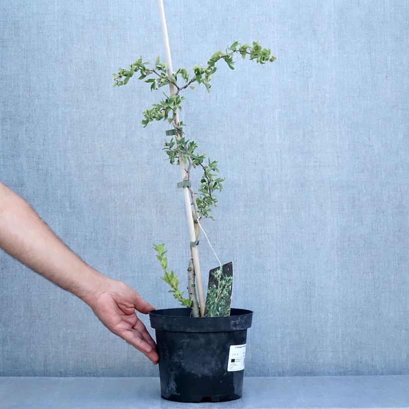 Crataegus monogyna Flexuosa 3L/4L pot sample as delivered in summer