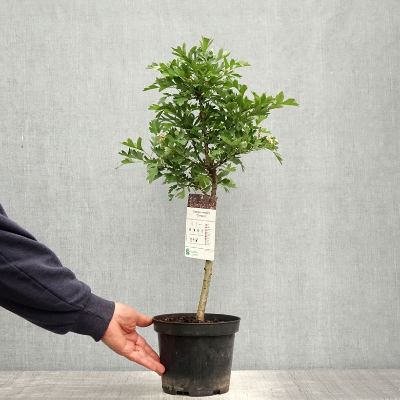Crataegus monogyna Versicolor - Aubépine monogyne - Pot de 3L/4L sample as delivered in spring