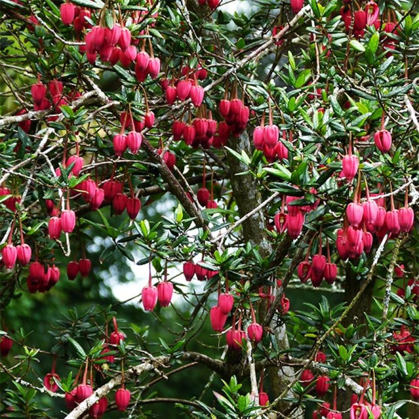 Crinodendron hookerianum (Plant habit)