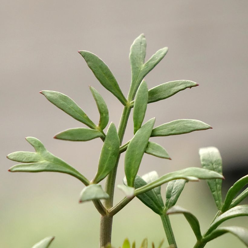 Crithmum maritimum (Foliage)