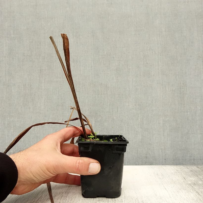 Crocosmia crocosmiiflora Mistral 7/8 cm pot sample as delivered in autumn