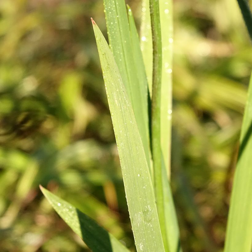 Crocosmia crocosmiiflora Fire King (Foliage)