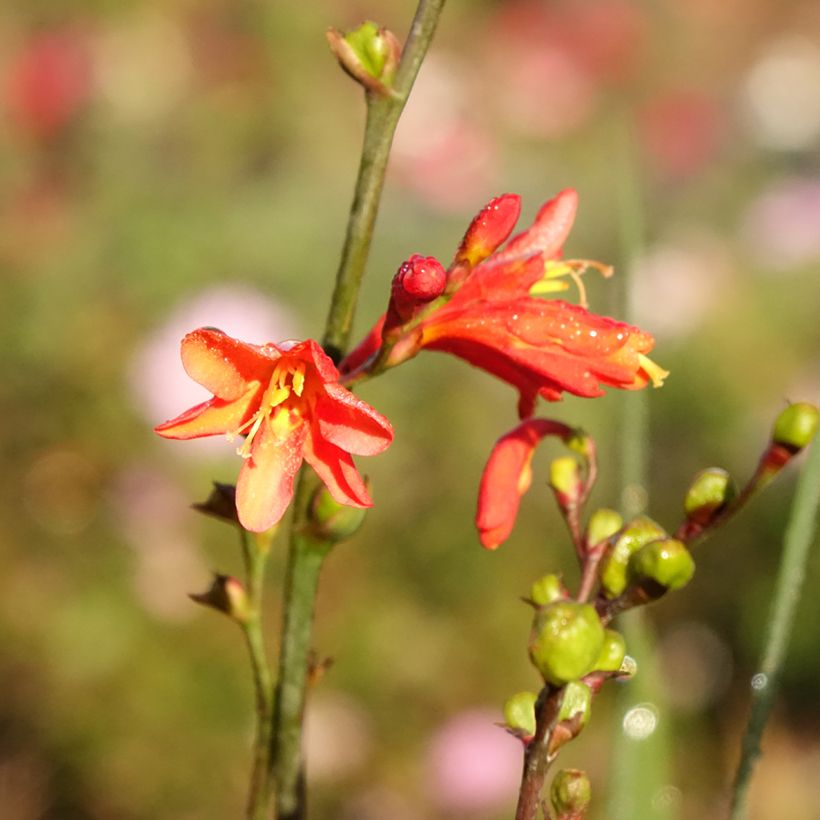 Crocosmia crocosmiiflora Fire King (Flowering)