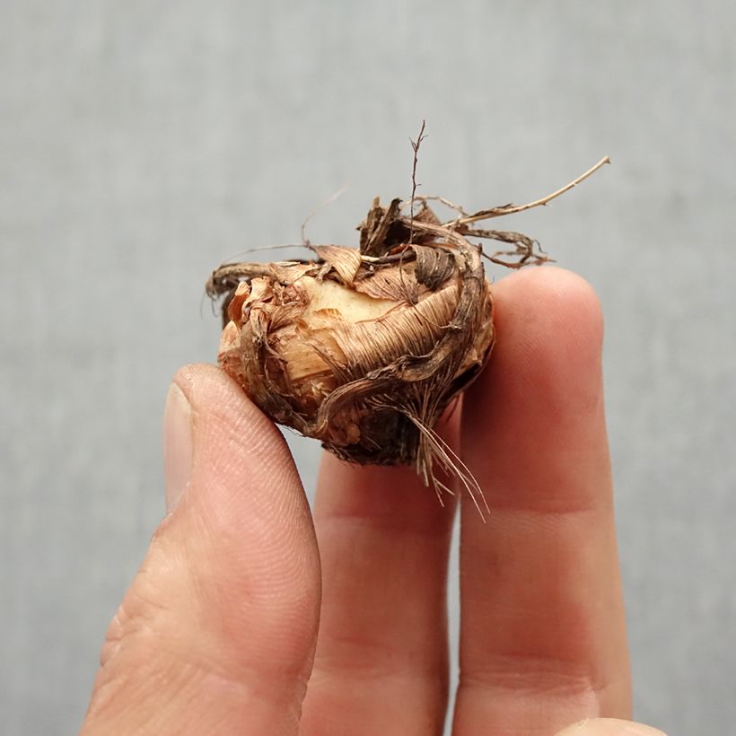 Crocosmia Star of the west Bulbe sample as delivered in spring