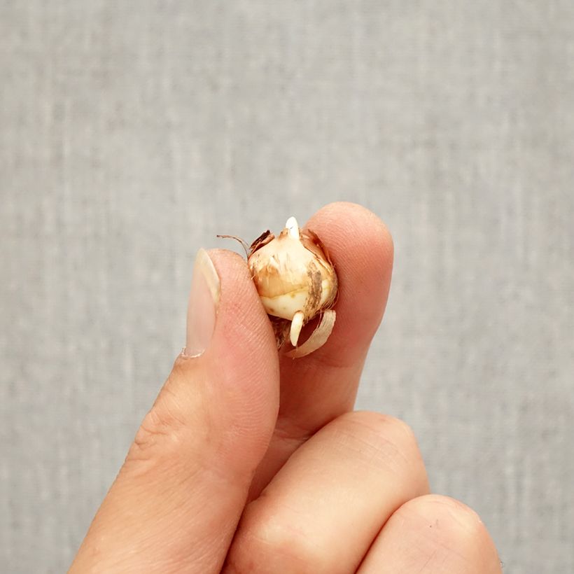 Crocus corsicus Bulb size 5+ sample as delivered in autumn