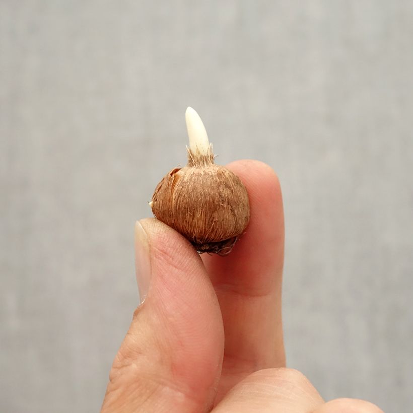 Crocus leonidii Little Amber Bulb size I sample as delivered in autumn
