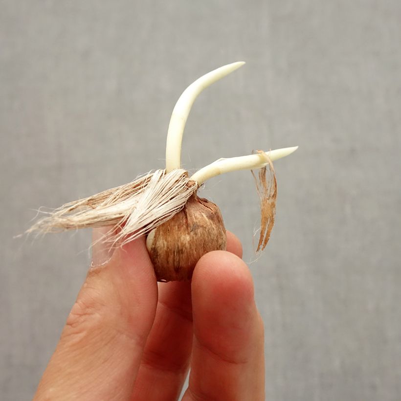 Crocus vernus Pickwick Bulb size 8+ sample as delivered in autumn