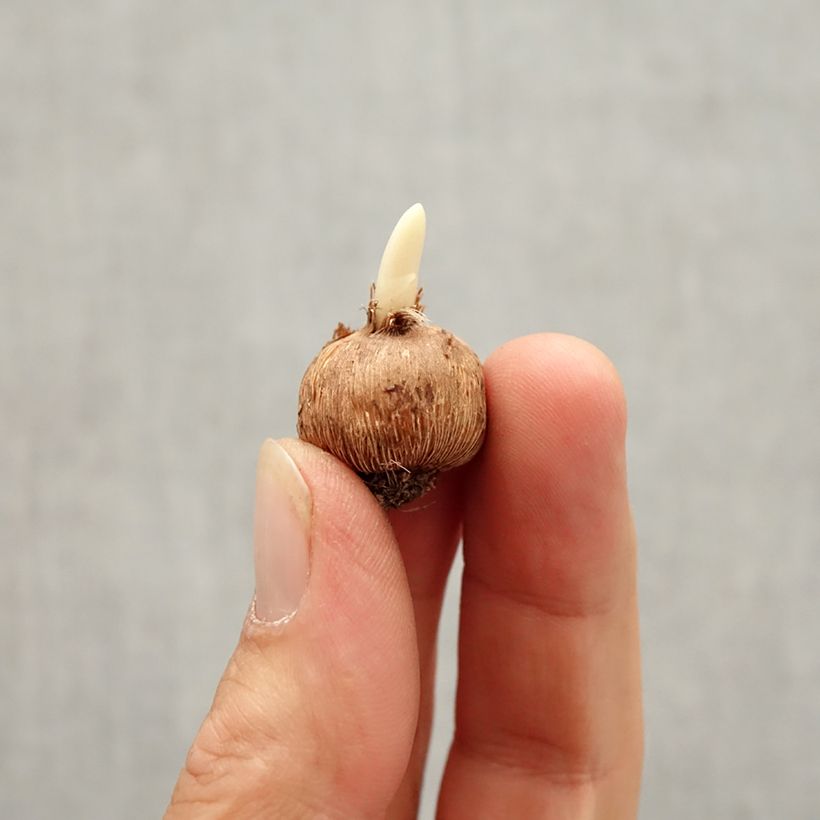 Crocus minimus Bavella Bulbe sample as delivered in autumn