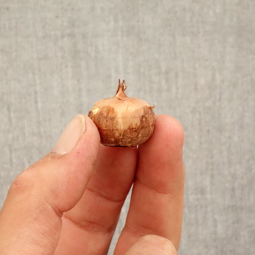Crocus pulchellus Zephyr Bulb size 5+ sample as delivered in autumn