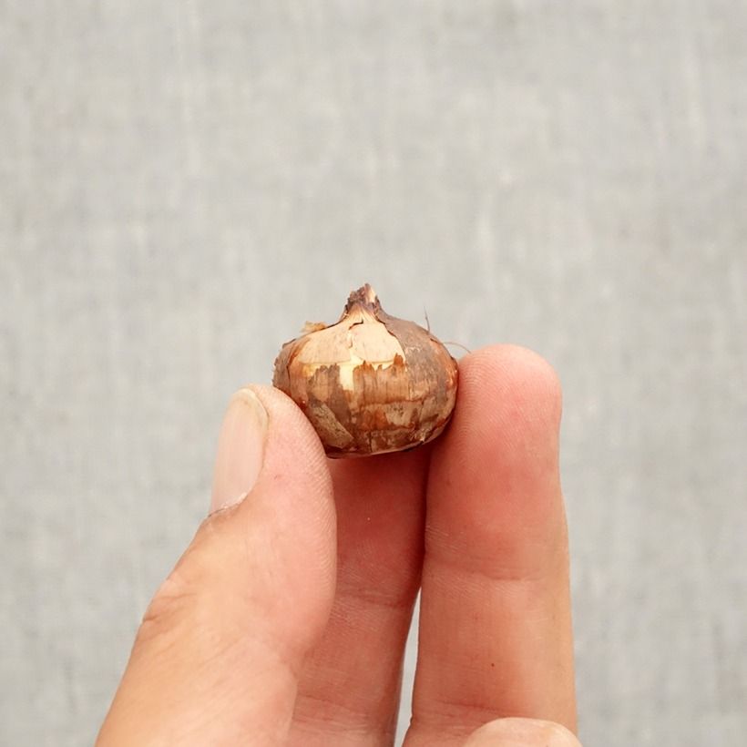 Crocus speciosus Aitchisonii Bulb size 5+ sample as delivered in autumn