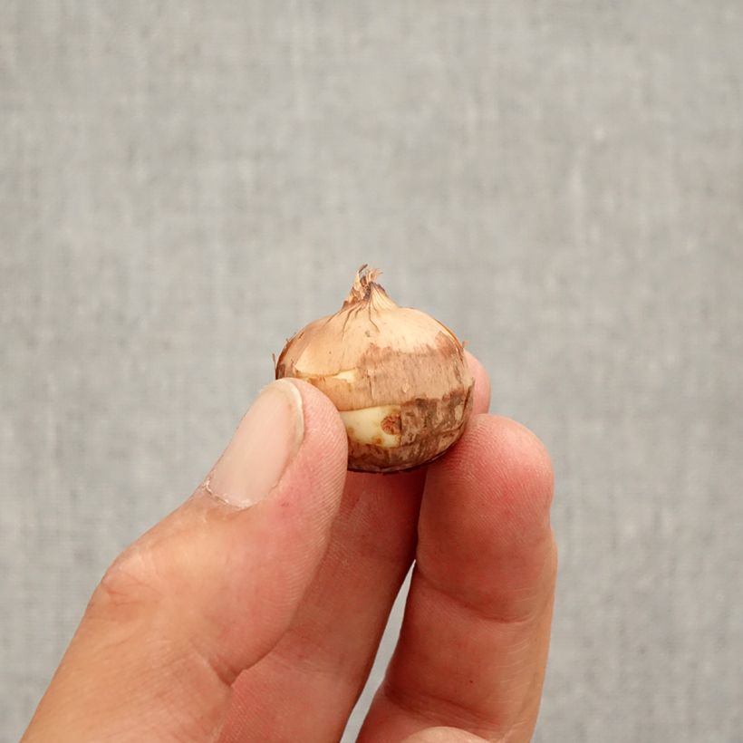 Crocus speciosus Artabir  Bulb size 5+ sample as delivered in autumn