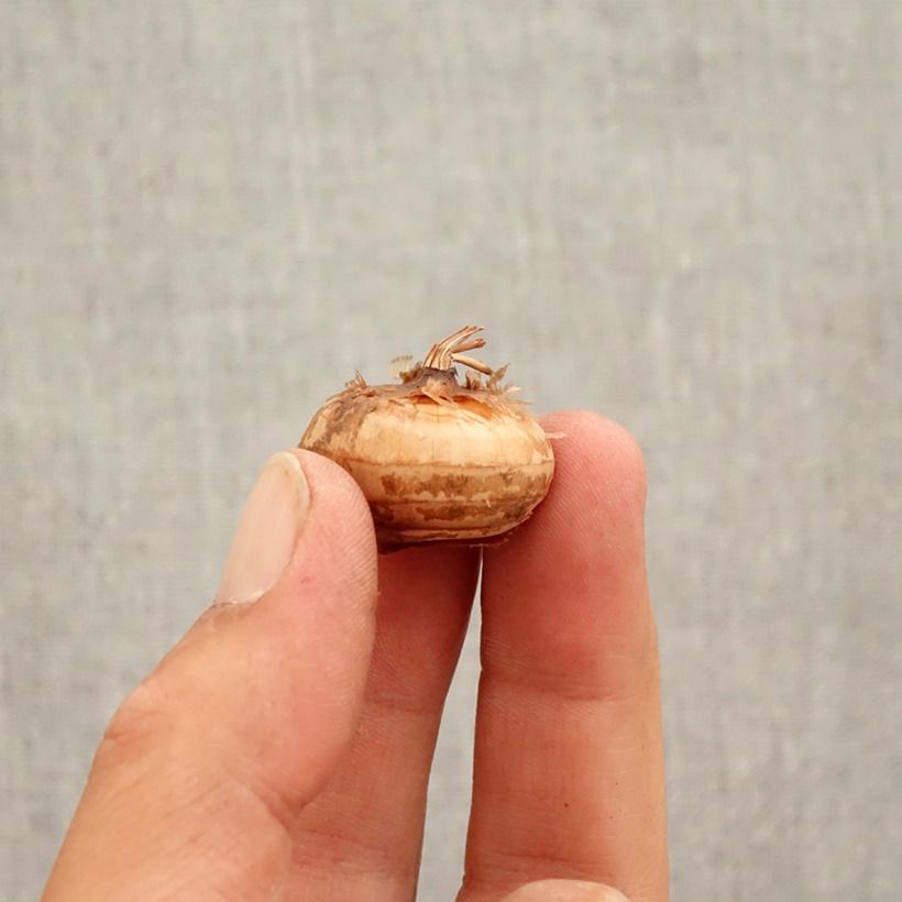 Crocus speciosus Cassiope Bulb size 5+ sample as delivered in autumn