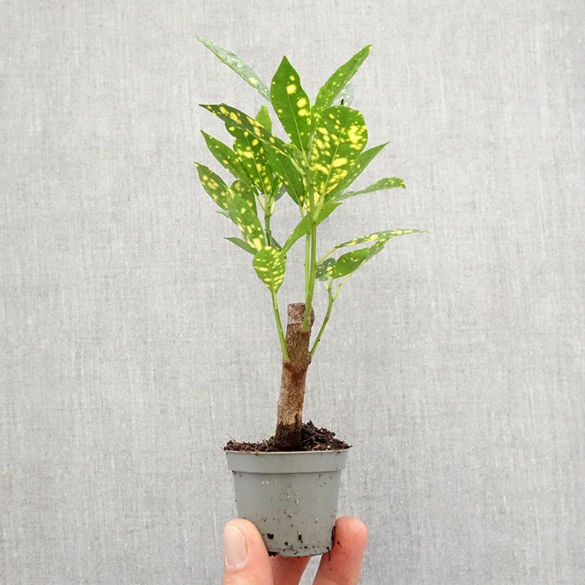 Codiaeum variegatum var. pictum Aucubaefolia - Croton Mini-plante sample as delivered in spring