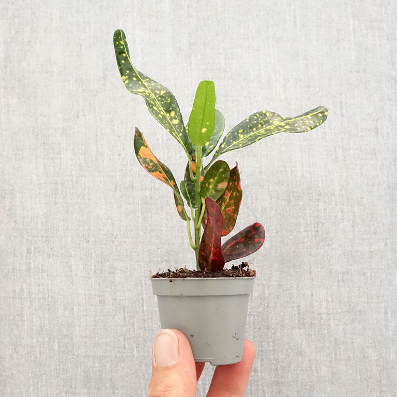 Codiaeum variegatum Mammie - Croton Mini-plante sample as delivered in spring