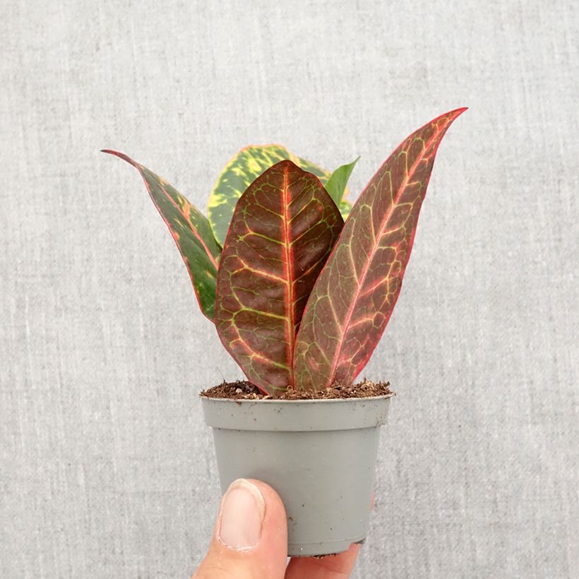 Codiaeum variegatum var. pictum Petra - Croton Mini-plante sample as delivered in spring