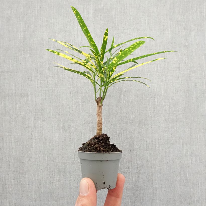 Croton - Codiaeum variegatum var. pictum Mini-plante sample as delivered in spring