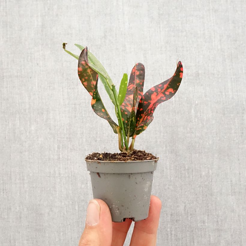 Codiaeum variegatum Red Batik - Croton Mini-plante sample as delivered in spring
