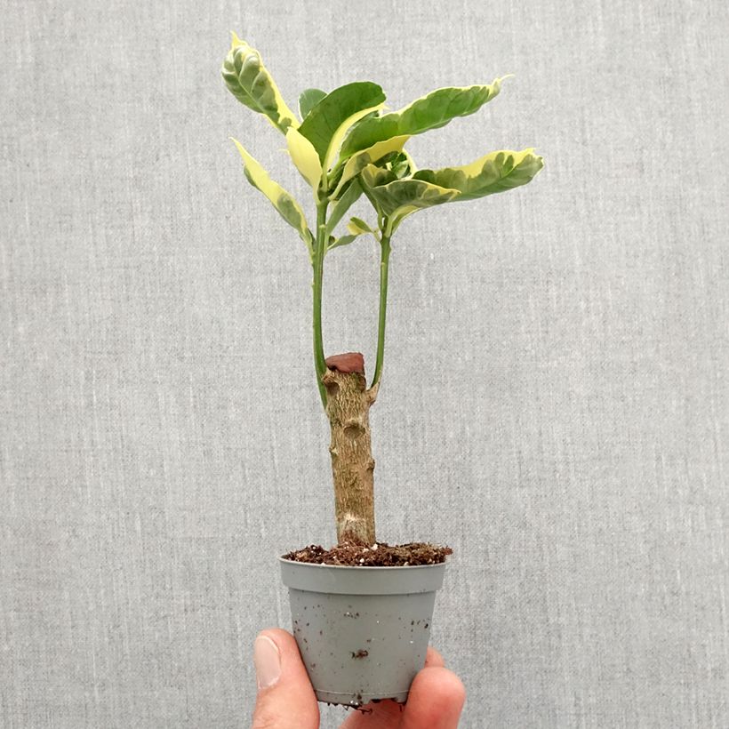 Croton - Codiaeum variegatum Tamara Mini-plante sample as delivered in spring