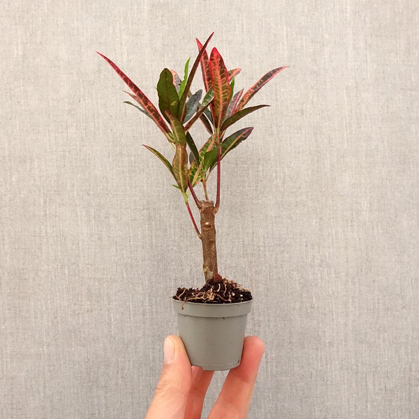 Codiaeum variegatum Excurrens - Croton Mini-plante sample as delivered in spring