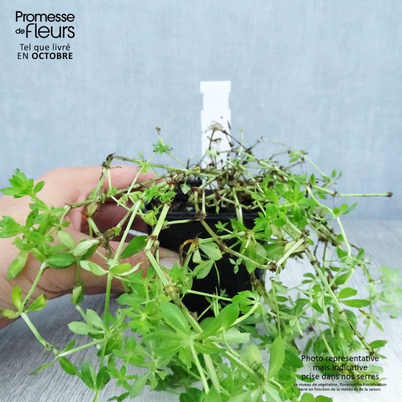 Phuopsis stylosa  8/9 cm pot sample as delivered in autumn