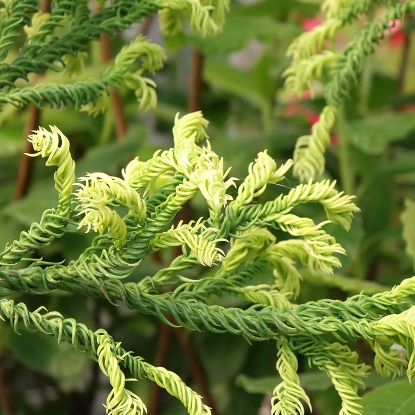 Cryptomeria japonica Kyara Gold - Japanese cedar (Foliage)