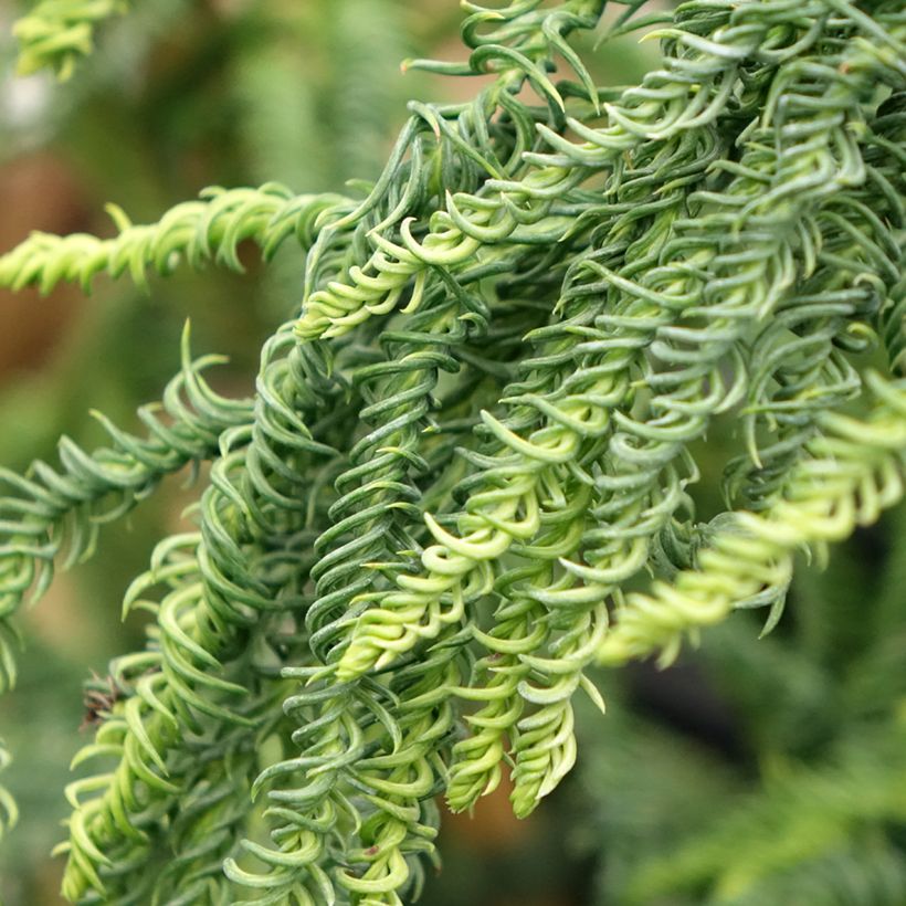 Cryptomeria japonica Kyara Gold - Japanese cedar (Foliage)