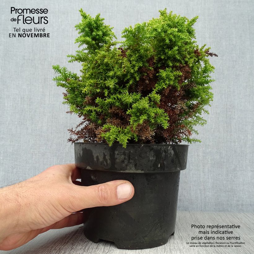 Cryptomeria japonica Twinkle Toes Pot de 2L/3L sample as delivered in autumn